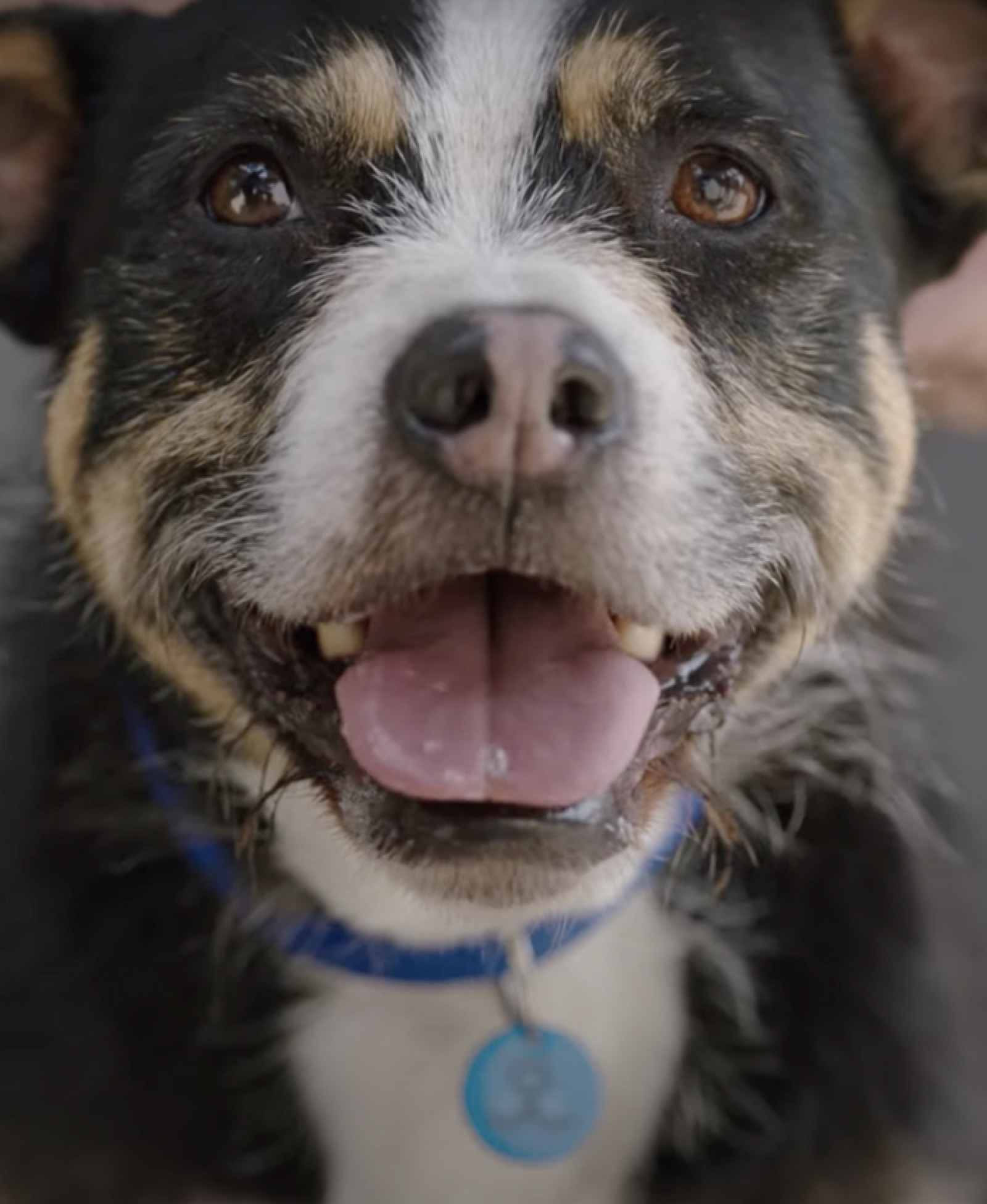 Battersea Dog’s Home / #wearblueforrescue