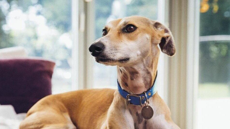 Battersea Dog’s Home / Rescue Is My Favourite Breed